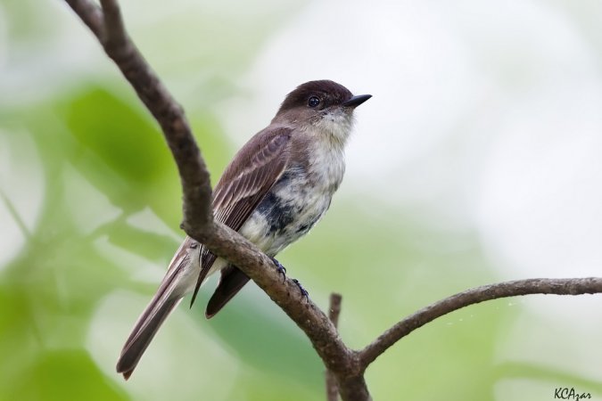 Photo (2): Eastern Phoebe