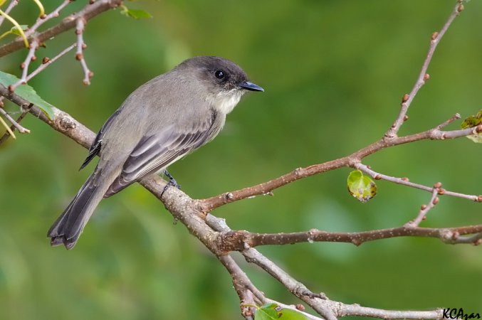 Photo (3): Eastern Phoebe