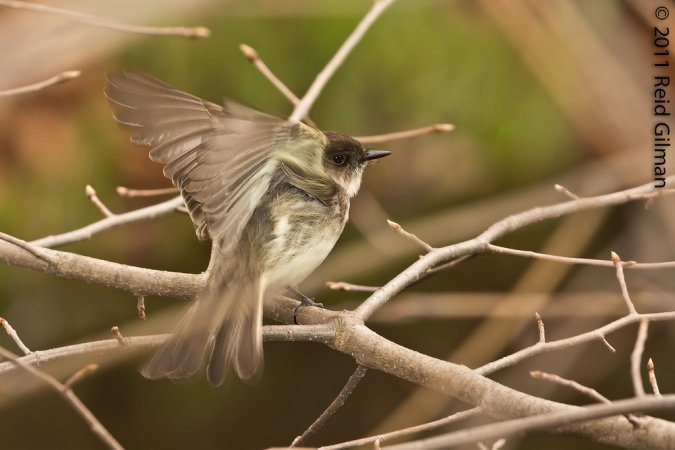 Photo (6): Eastern Phoebe