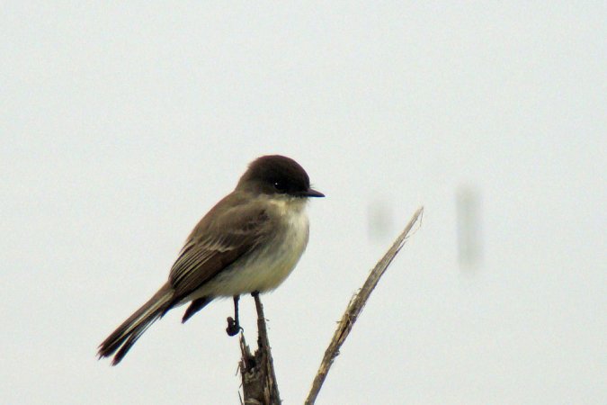 Photo (22): Eastern Phoebe