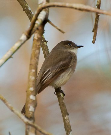 Photo (21): Eastern Phoebe