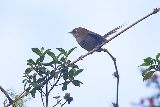 Photo (1): Mouse-colored Thistletail