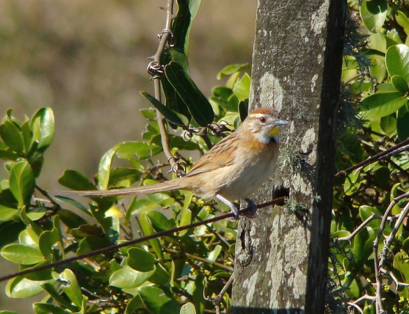 Photo (3): Chotoy Spinetail