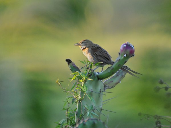 Photo (4): Chotoy Spinetail