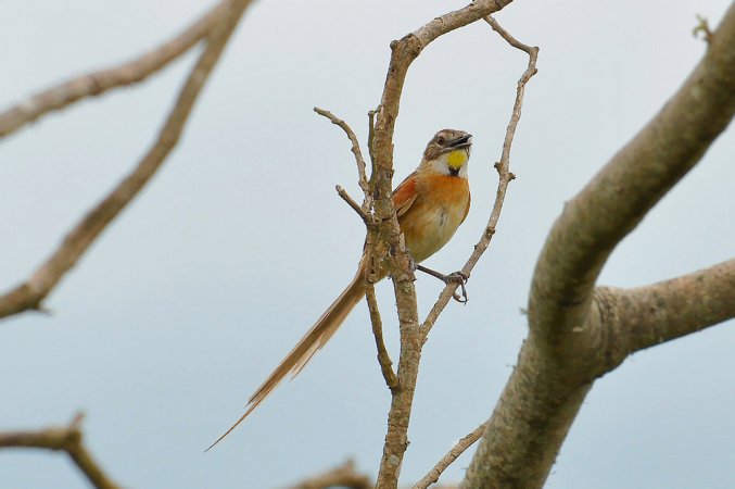 Photo (1): Chotoy Spinetail