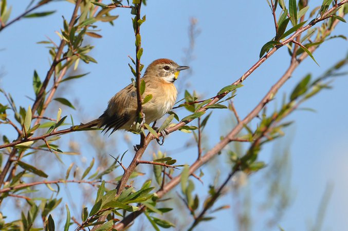 Photo (2): Chotoy Spinetail