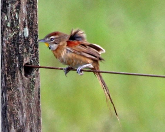 Photo (5): Chotoy Spinetail