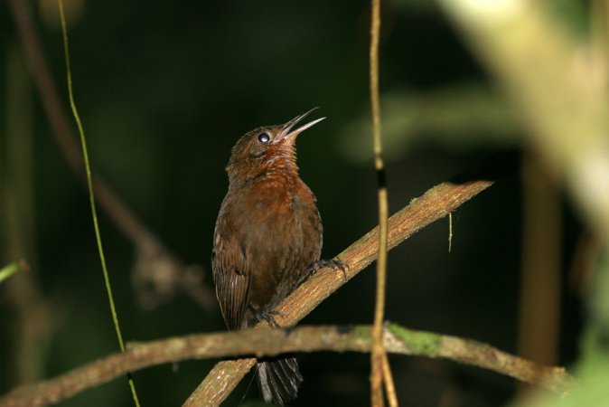 Photo (1): Tawny-throated Leaftosser