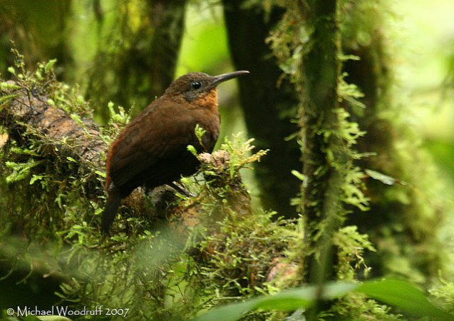 Photo (2): Tawny-throated Leaftosser