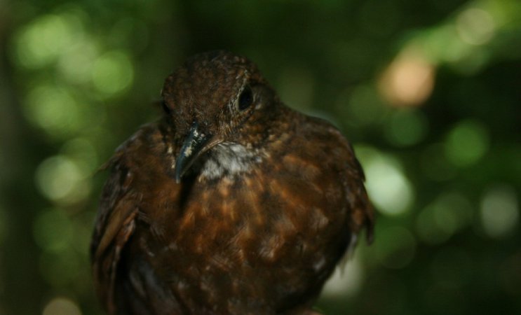 Photo (3): Tawny-throated Leaftosser