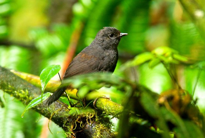 Photo (1): Long-tailed Tapaculo