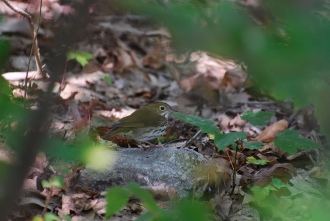 Photo (16): Ovenbird