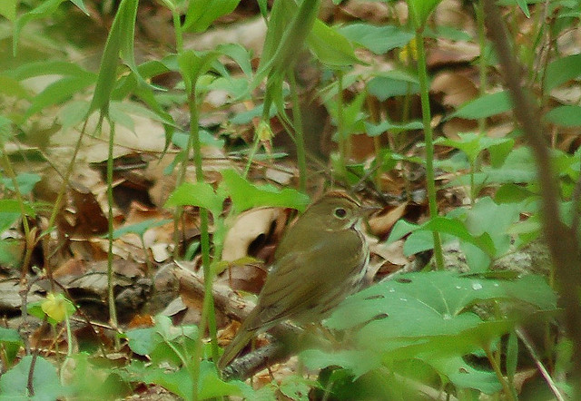 Photo (15): Ovenbird