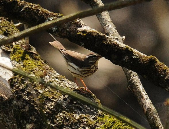Photo (5): Louisiana Waterthrush
