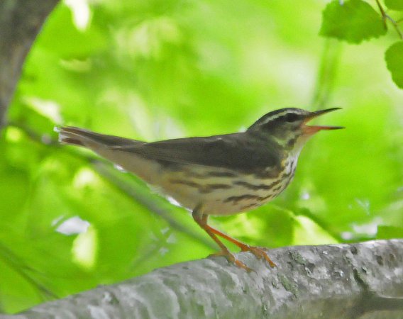 Photo (6): Louisiana Waterthrush