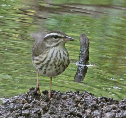 Photo (11): Louisiana Waterthrush