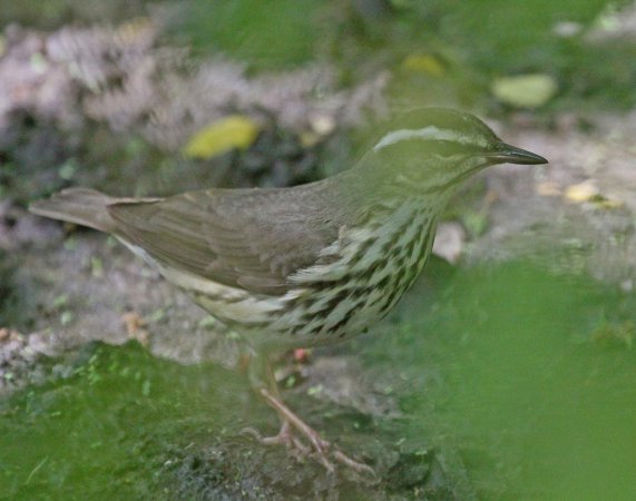 Photo (4): Louisiana Waterthrush