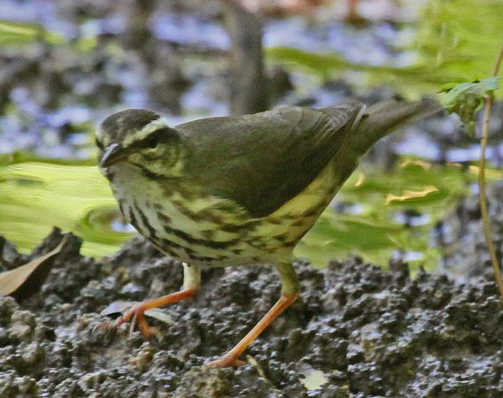 Photo (7): Louisiana Waterthrush
