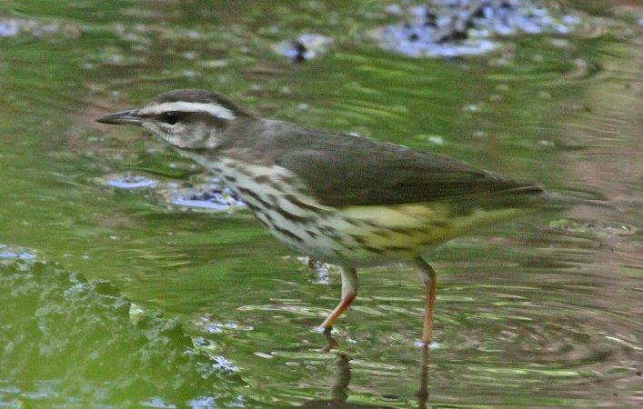 Photo (9): Louisiana Waterthrush