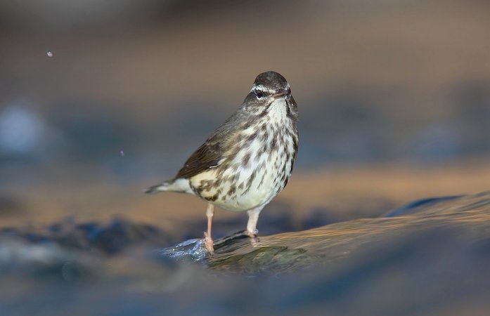 Photo (1): Louisiana Waterthrush
