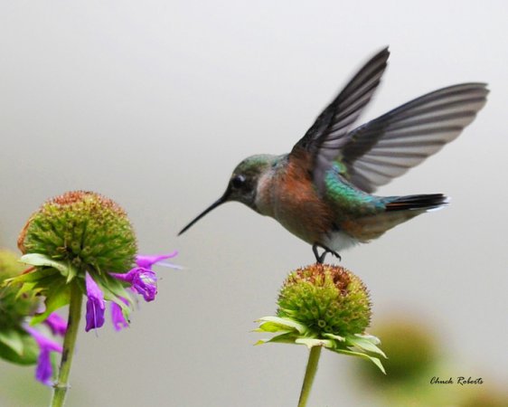 Photo (4): Broad-tailed Hummingbird