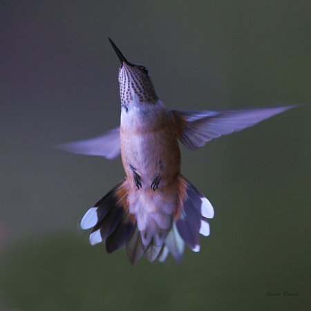 Photo (6): Broad-tailed Hummingbird