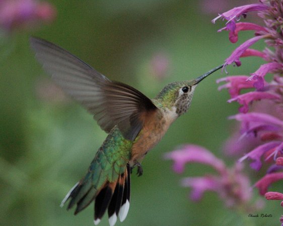 Photo (9): Broad-tailed Hummingbird