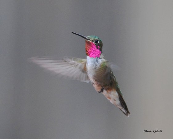 Photo (7): Broad-tailed Hummingbird