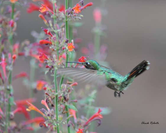 Photo (18): Broad-tailed Hummingbird