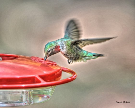 Photo (16): Broad-tailed Hummingbird