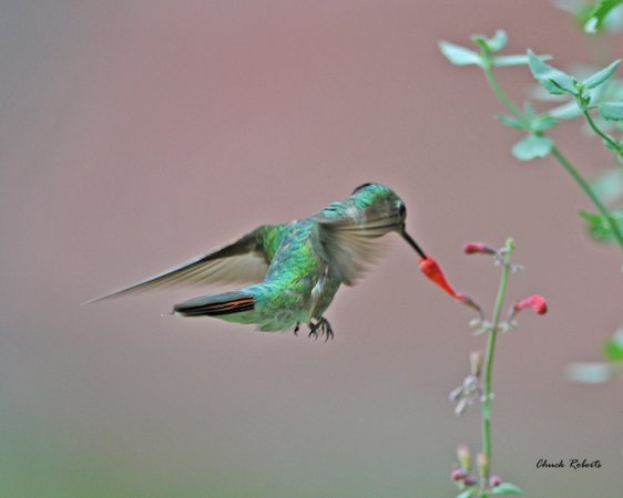 Photo (17): Broad-tailed Hummingbird