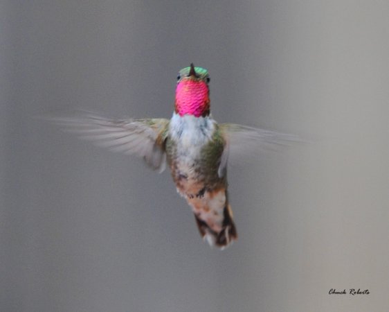 Photo (12): Broad-tailed Hummingbird