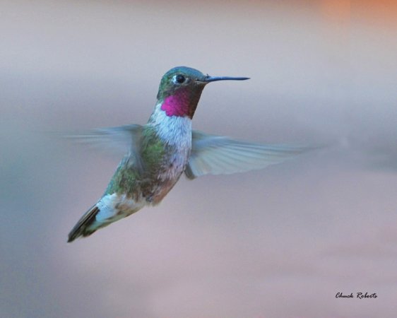 Photo (14): Broad-tailed Hummingbird
