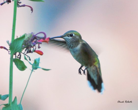 Photo (19): Broad-tailed Hummingbird