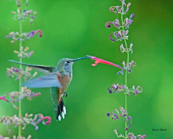 Photo (10): Broad-tailed Hummingbird