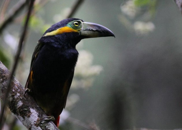 Photo (1): Golden-collared Toucanet