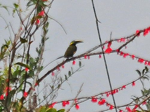 Photo (1): Yellow-eared Toucanet