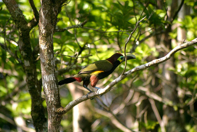 Photo (2): Yellow-eared Toucanet