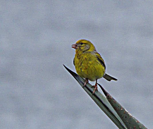 Photo (8): Island Canary