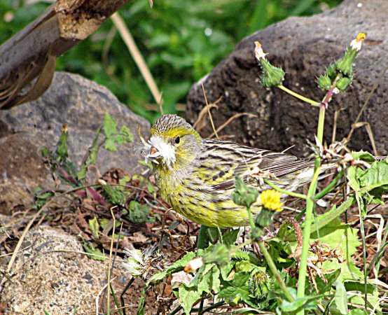 Photo (9): Island Canary