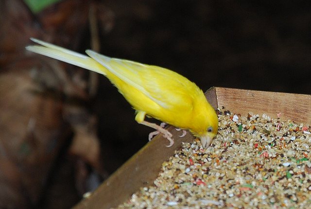 Photo (10): Island Canary