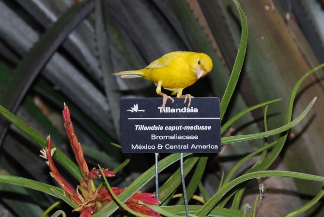 Photo (6): Island Canary
