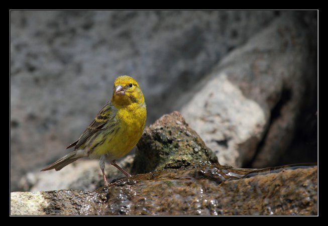 Photo (1): Island Canary