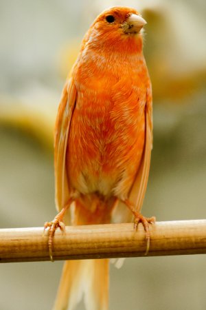 Photo (5): Island Canary