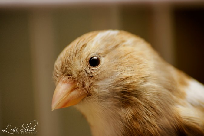 Photo (2): Island Canary