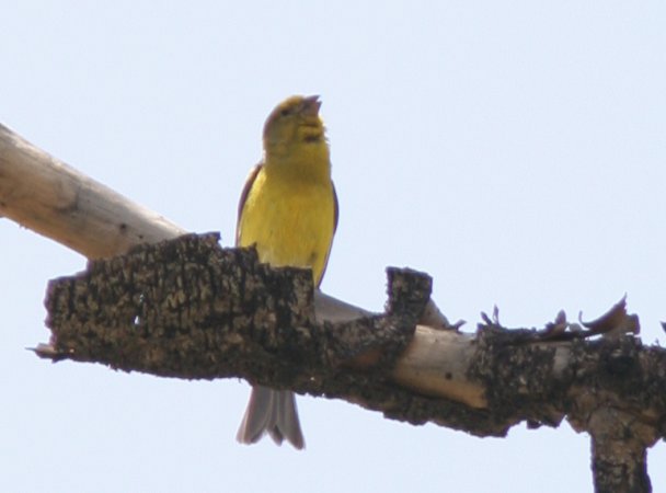 Photo (11): Island Canary