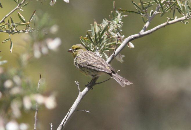 Photo (4): Island Canary