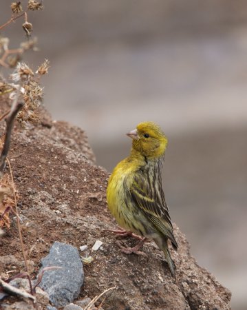 Photo (3): Island Canary