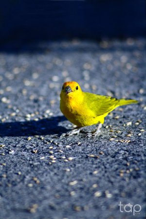 Photo (7): Island Canary