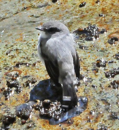 Photo (2): Torrent Tyrannulet